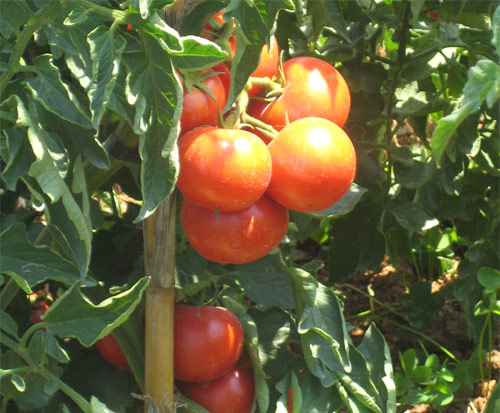 Cultivo De Tomate
