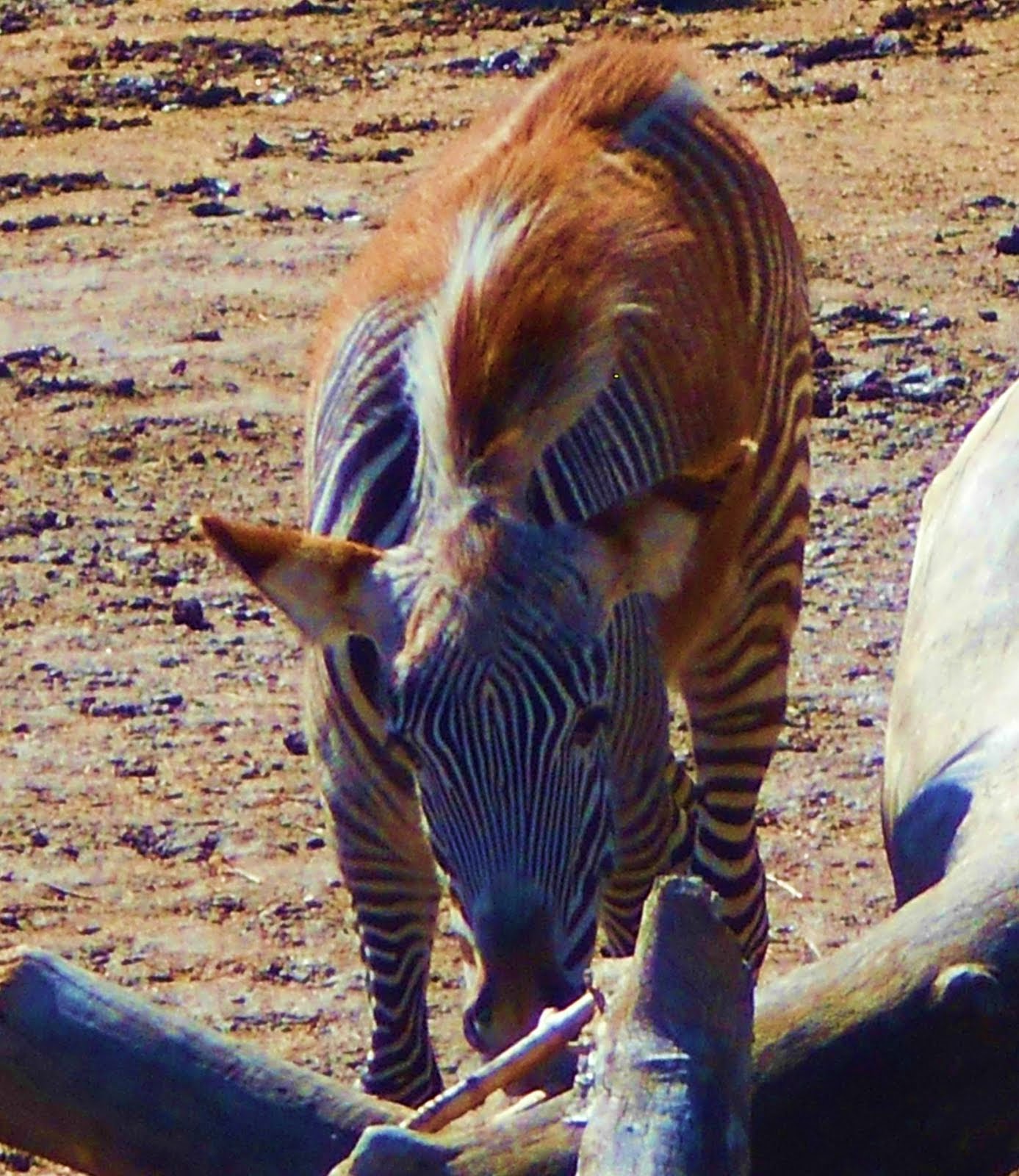 three-colored zebras