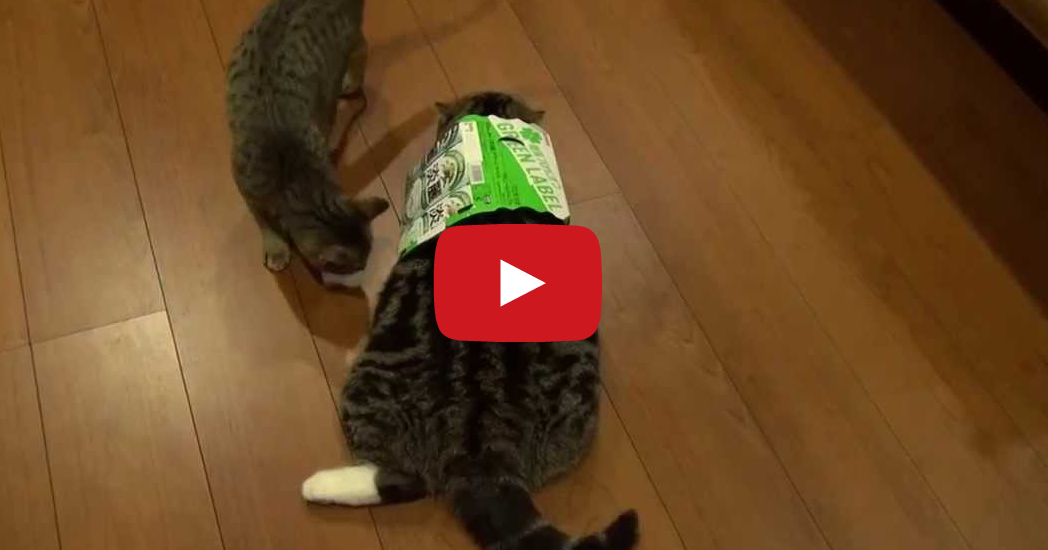 Tastefully Offensive Maru the Cat Jumps Into a Giant Box