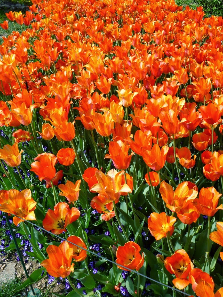 River of orange tulips