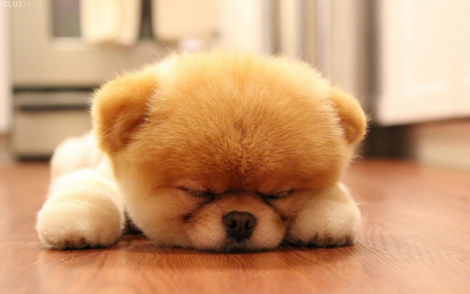 http://2.bp.blogspot.com/-AdCxTrJ_n0w/UYS-BojCX3I/AAAAAAAAFJ4/1rlQWujiKl8/s1600/boo_the_dog_sleeping.jpg