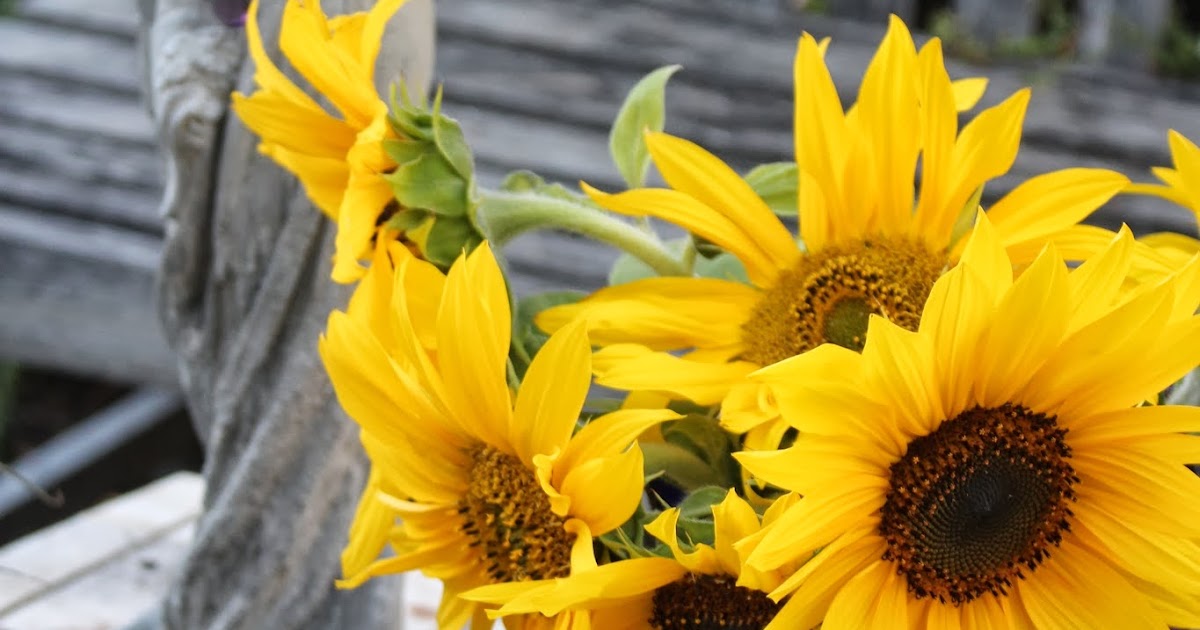 Rooted In Thyme Sunflowers, Fresh Vegetables & Pumpkins