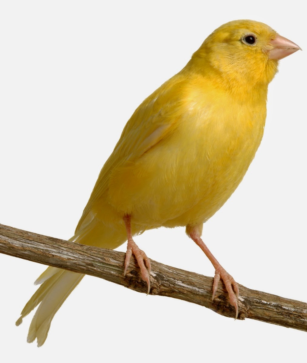 Jenis Burung Kenari Kaskus