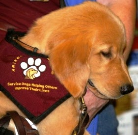 How Do Service Dogs Help Diabetics How Do Service Dogs Help Diabetics
