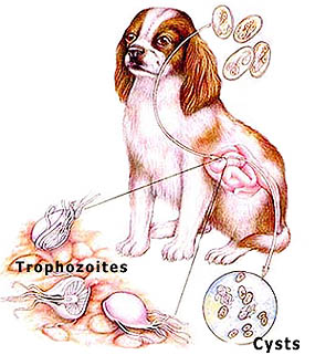 Giardia In Dogs Treatment