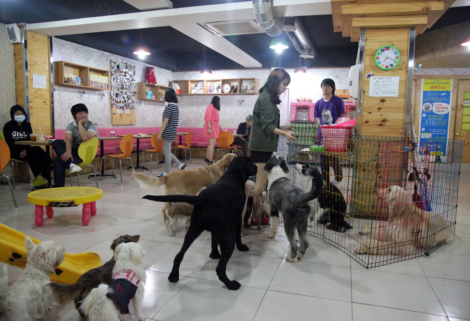 Bit of Sugar Dog Cafe in Myeong Dong Korea
