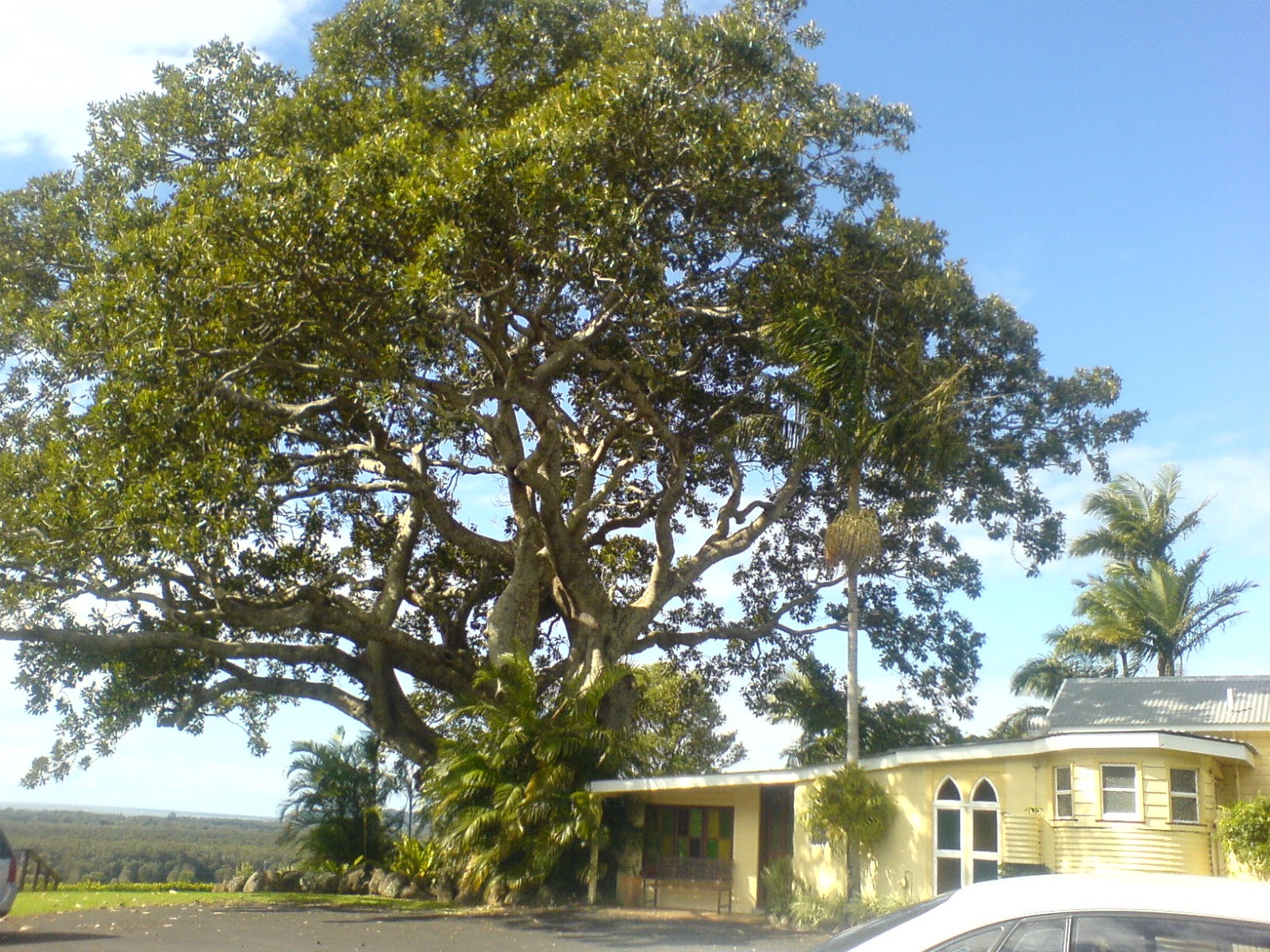 Just Watching the Wheels Go Round The Fig Tree Restaurant, Byron Bay
