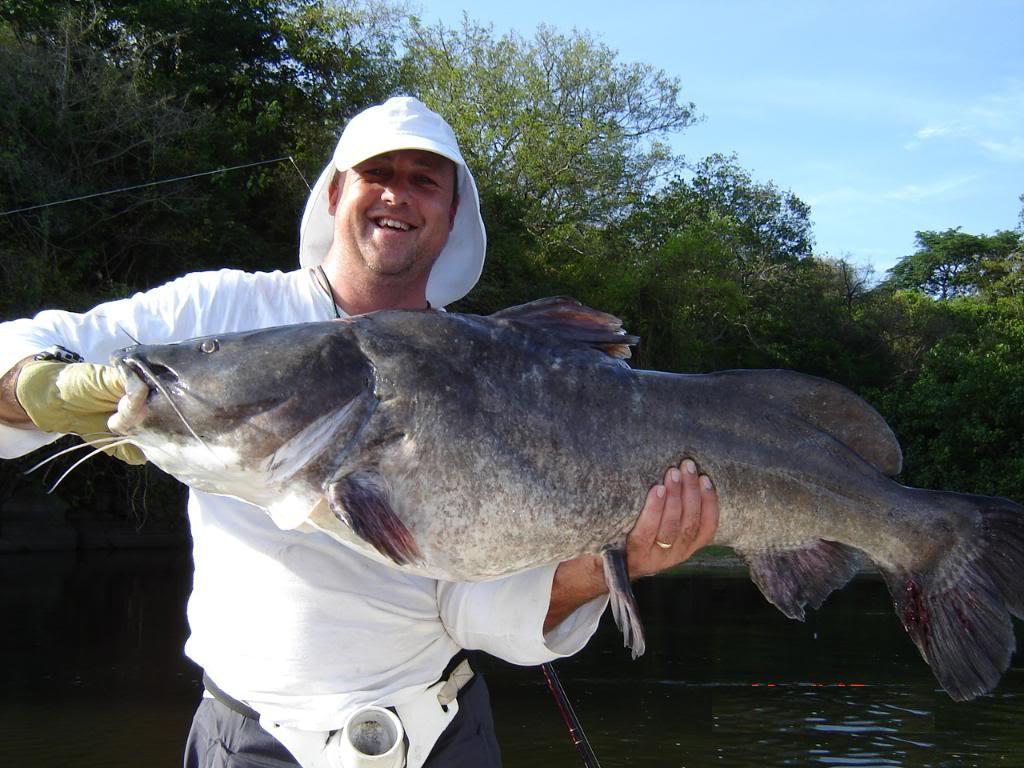 African Giant Catfish