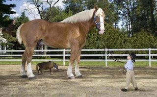  Foto The Guinness Book of World Records Kuda Terbesar dan Terkecil di dunia