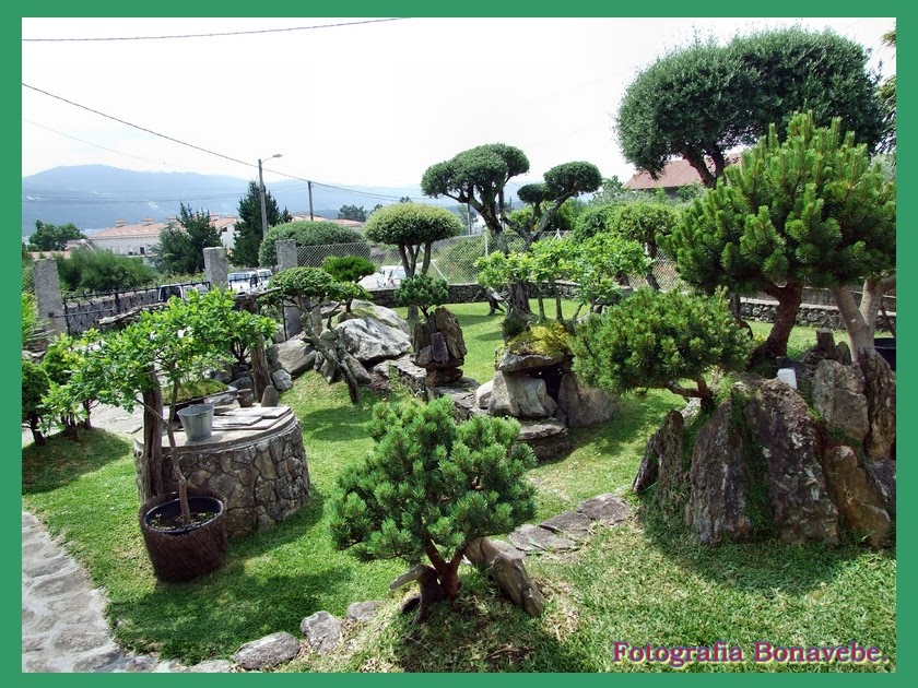 Divagando desde Vigo a mi entender.: Los pequeños árboles en laja y