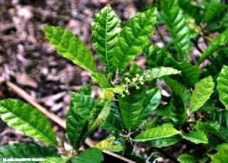 Ini Dia, Obat Kuat Herbal Asli Indonesia ~ Suweger - Cerita Sex Dewasa