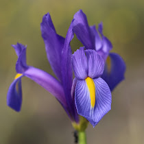 http://wild-flowers-of-europe.blogspot.nl/2015/05/iris-xiphium.html
