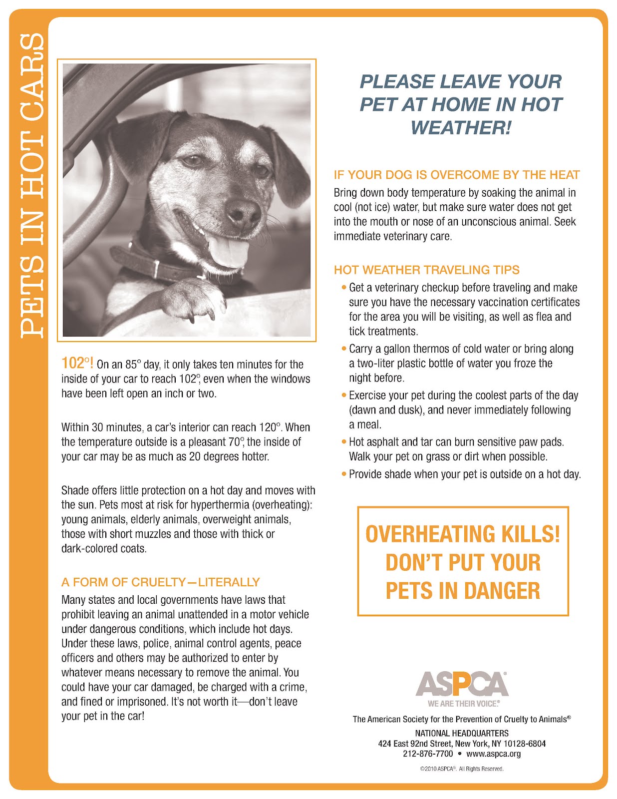 Hampton Roads Dogs For Adoption DON'T Leave Your Dog In A Parked Car