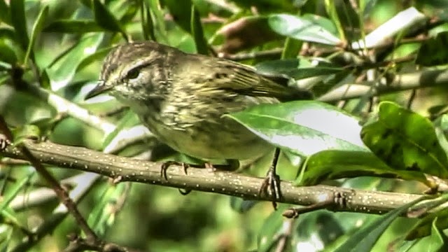 Yellow Rumped Warbler