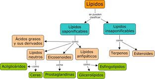 Lipidos complejos esteroides