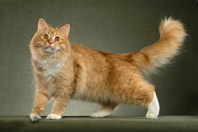 Siberian-(cat)-wallpaper