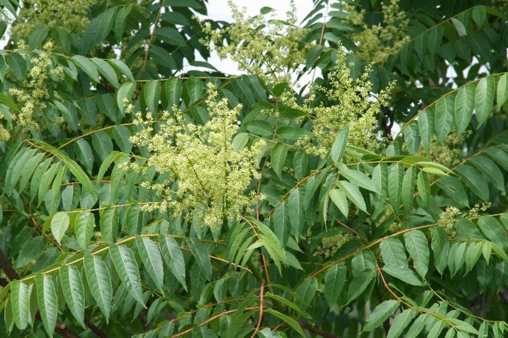 Liliana Usvat Reforestation and Medicinal use of the Trees Tree of