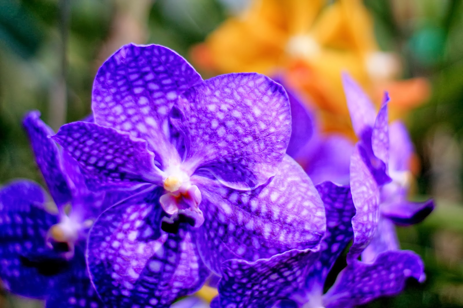 mitcheci photos Thailand Orchids of Chiang Mai