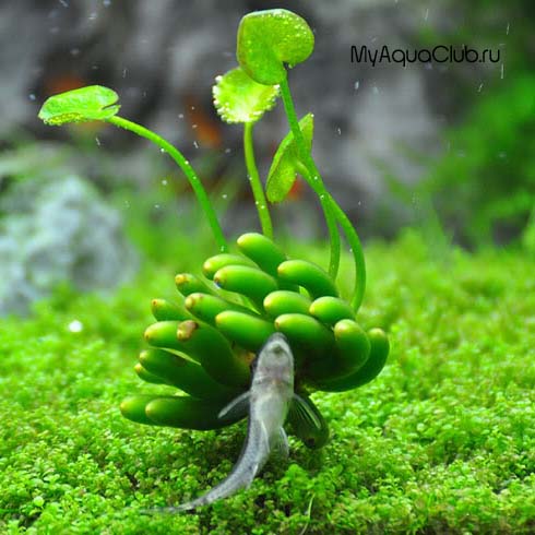 aquatic banana plant
