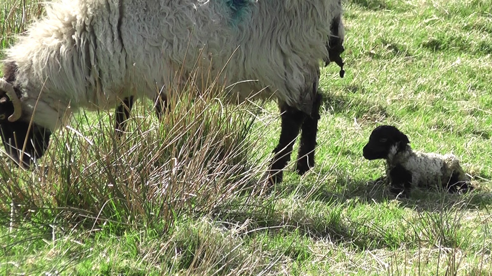 Animals and kids Sad story A lamb rejected by its mum, Part 2