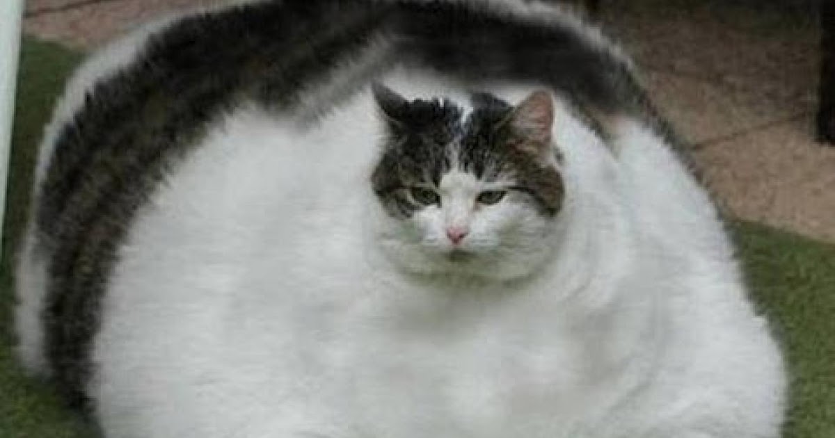 Fat Cat Facts NeatPets ( Dogs & Cats )