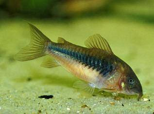 trabzon akvaryum bronz copcu corydoras aeneus