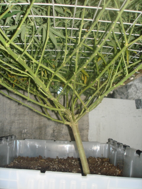 Sog Grow Room