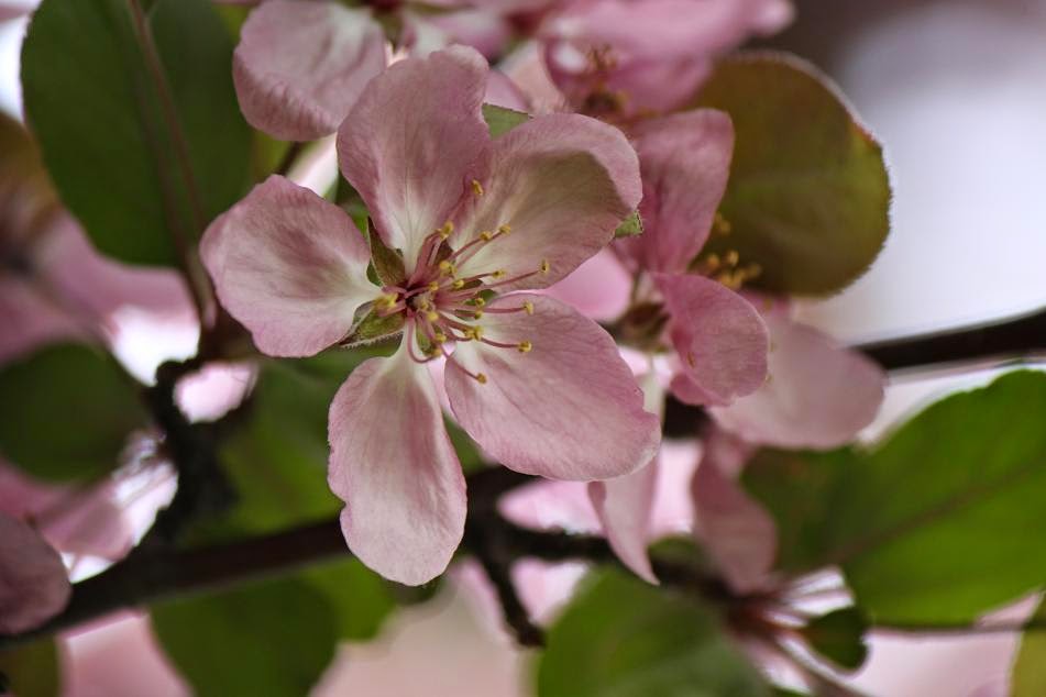 Michigan Exposures Some Cherry Blossoms