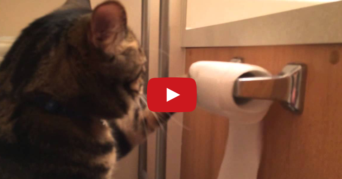 Tastefully Offensive Willie the Cat Rerolls Toilet Paper After