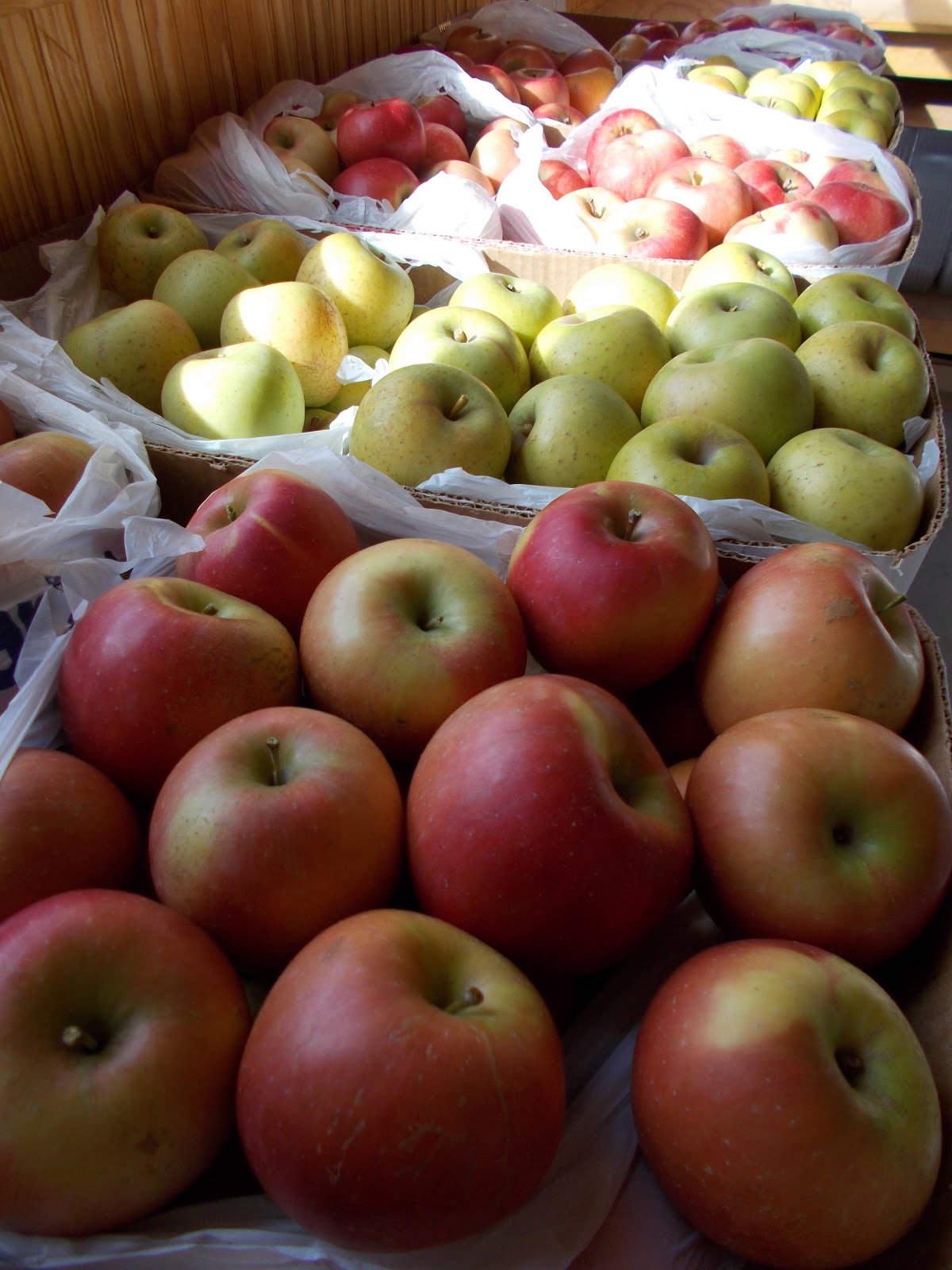 Brenda's Berries & Orchards Many 'Enterprise' & 'GoldRush' Apples Ripe