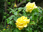 Yellow Roses from my garden