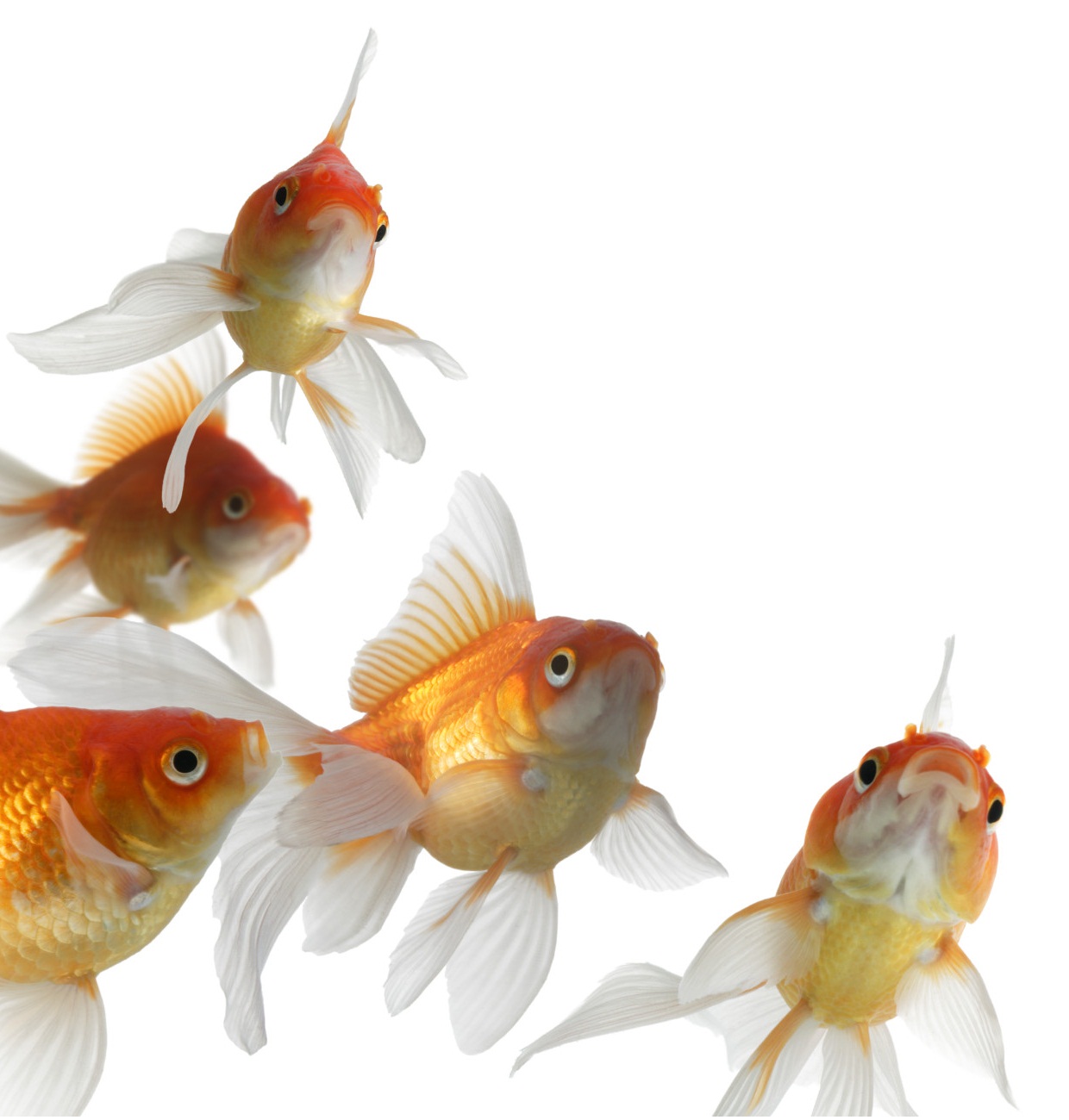 goldfish aquarium fishes goldfish aquarium fishes