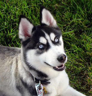 25 fotografías de perros parecidos a sus cachorros Cute Dogs: Siberian husky dog