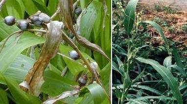 pokok tasbih