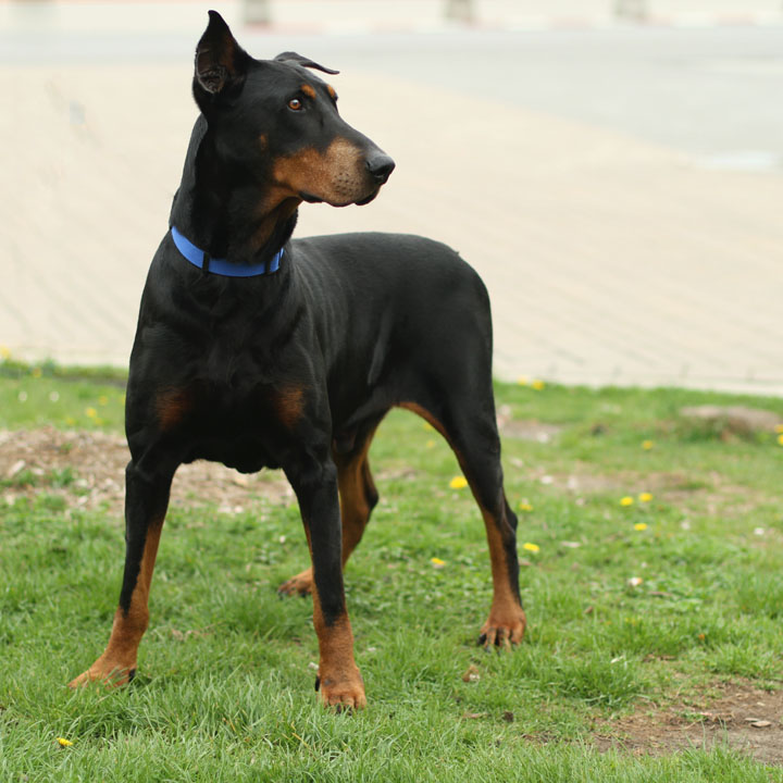 Rocky Doberman