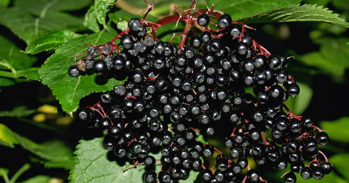 Morning Star Family Farm Elderberry Syrup's Many Benefits