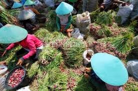 Kesibukan Petani Bawang