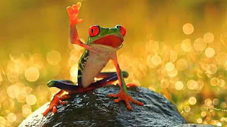 hd beautiful frog background