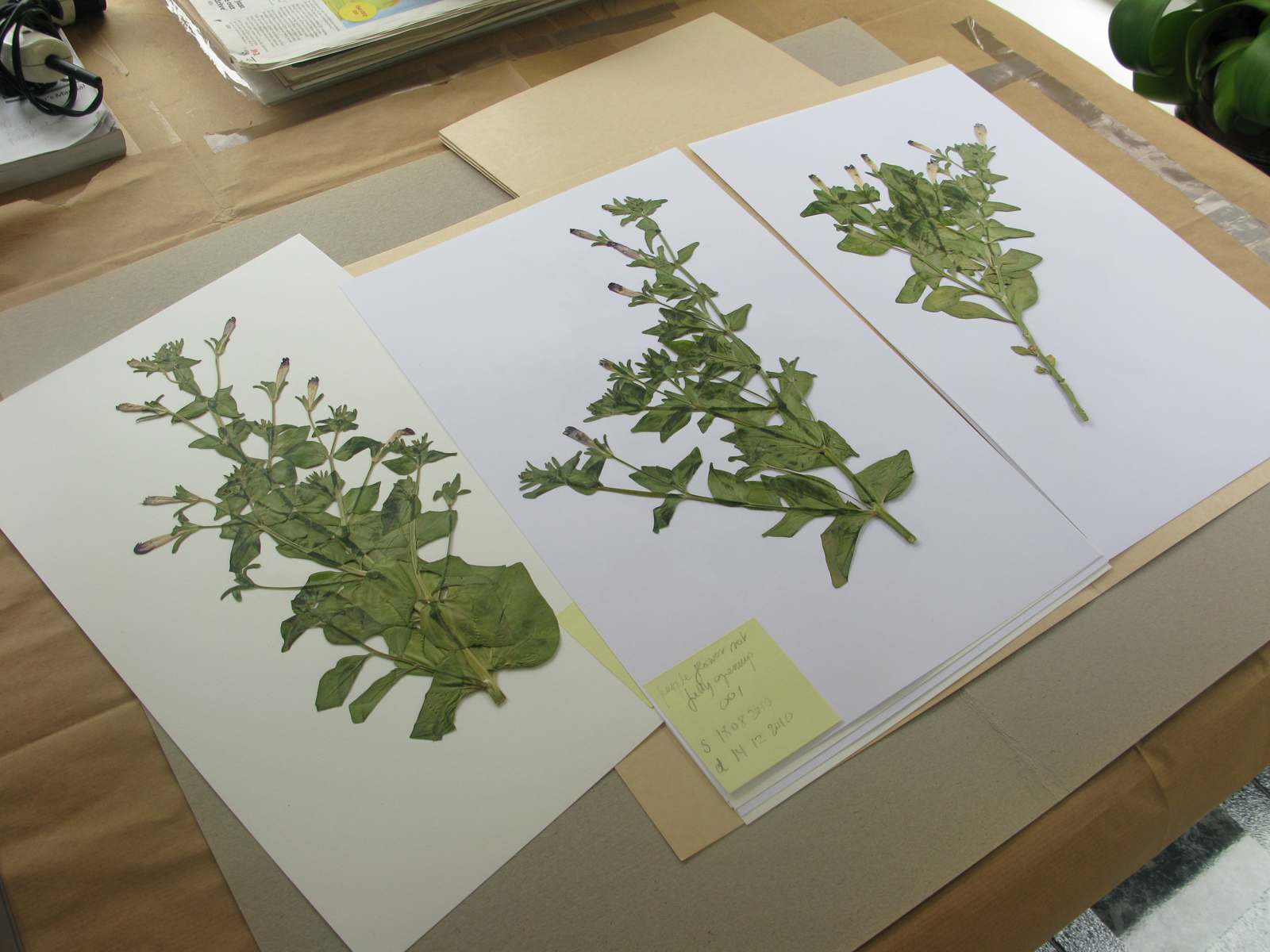 Herbarium Project