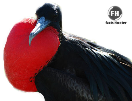 Bird's Lifestyle: Magnificent Frigatebird - An National Bird of Antigua and  Barbuda