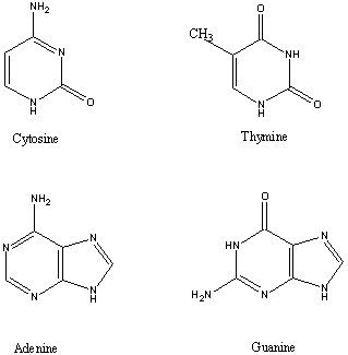 Four Dna Bases