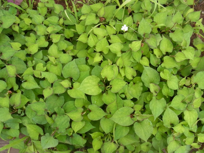 私の拾いもの ドクダミ