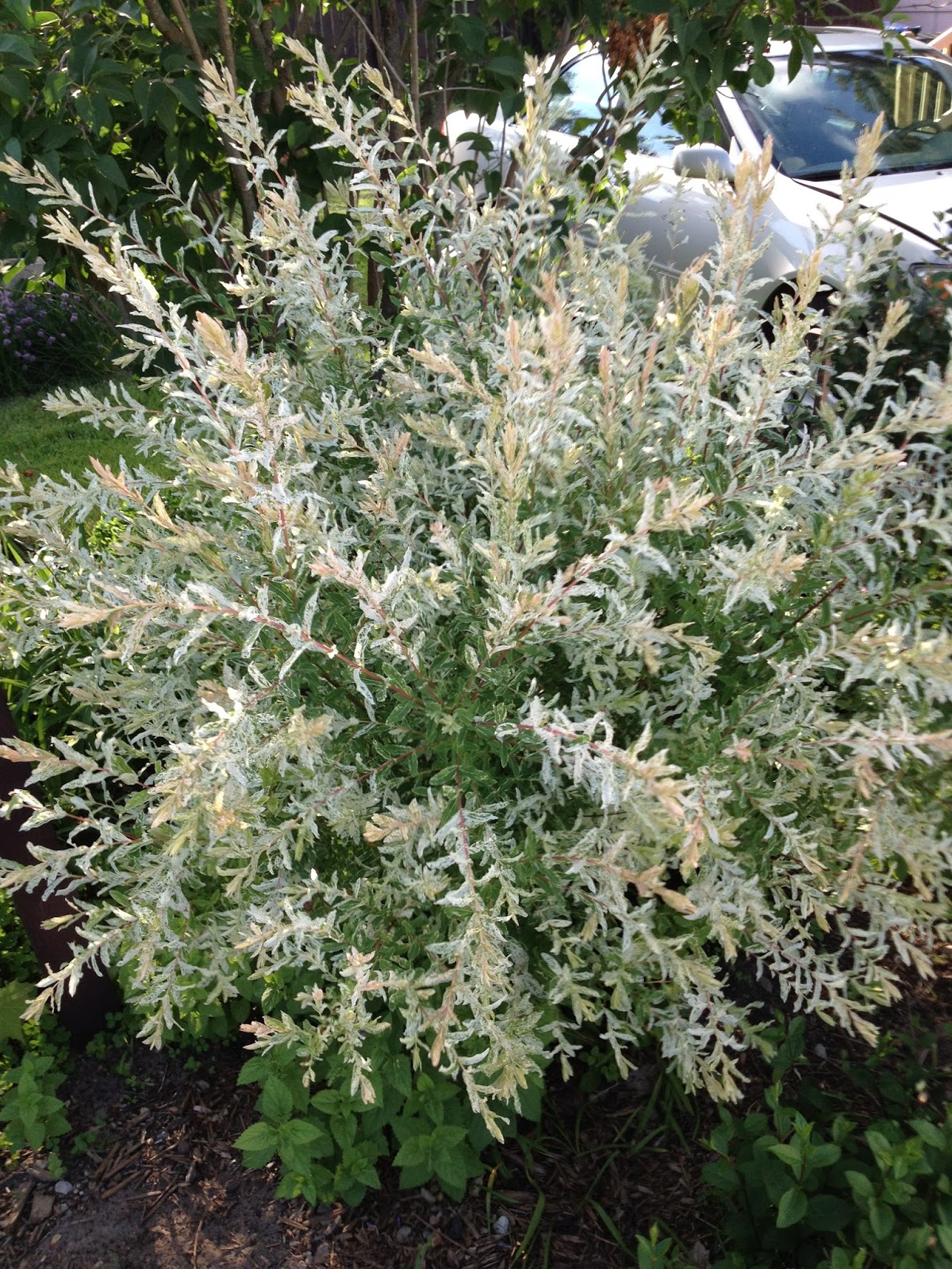 Talking to Plants Dappled Willow, One Year After