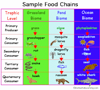 La Maestra Encantada: UNIT 3: ECOSYSTEM. 5TH GRADE
