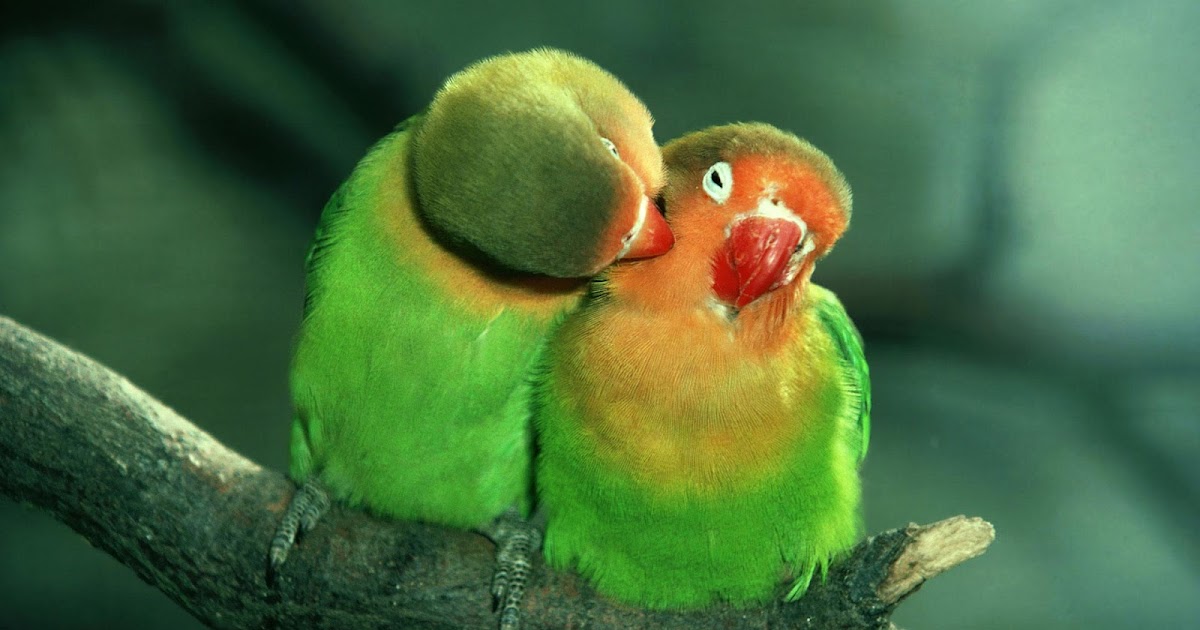 Free Wallpaper Dekstop: Birds hd wallpapers, bird wallpapers
