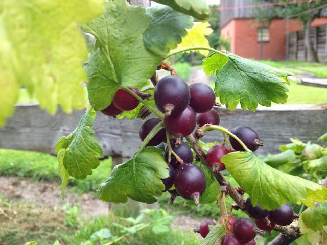 [Bild: jostabeere_xx2_20130714.jpg]