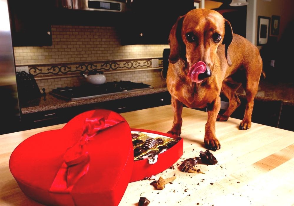 theobromine dog
