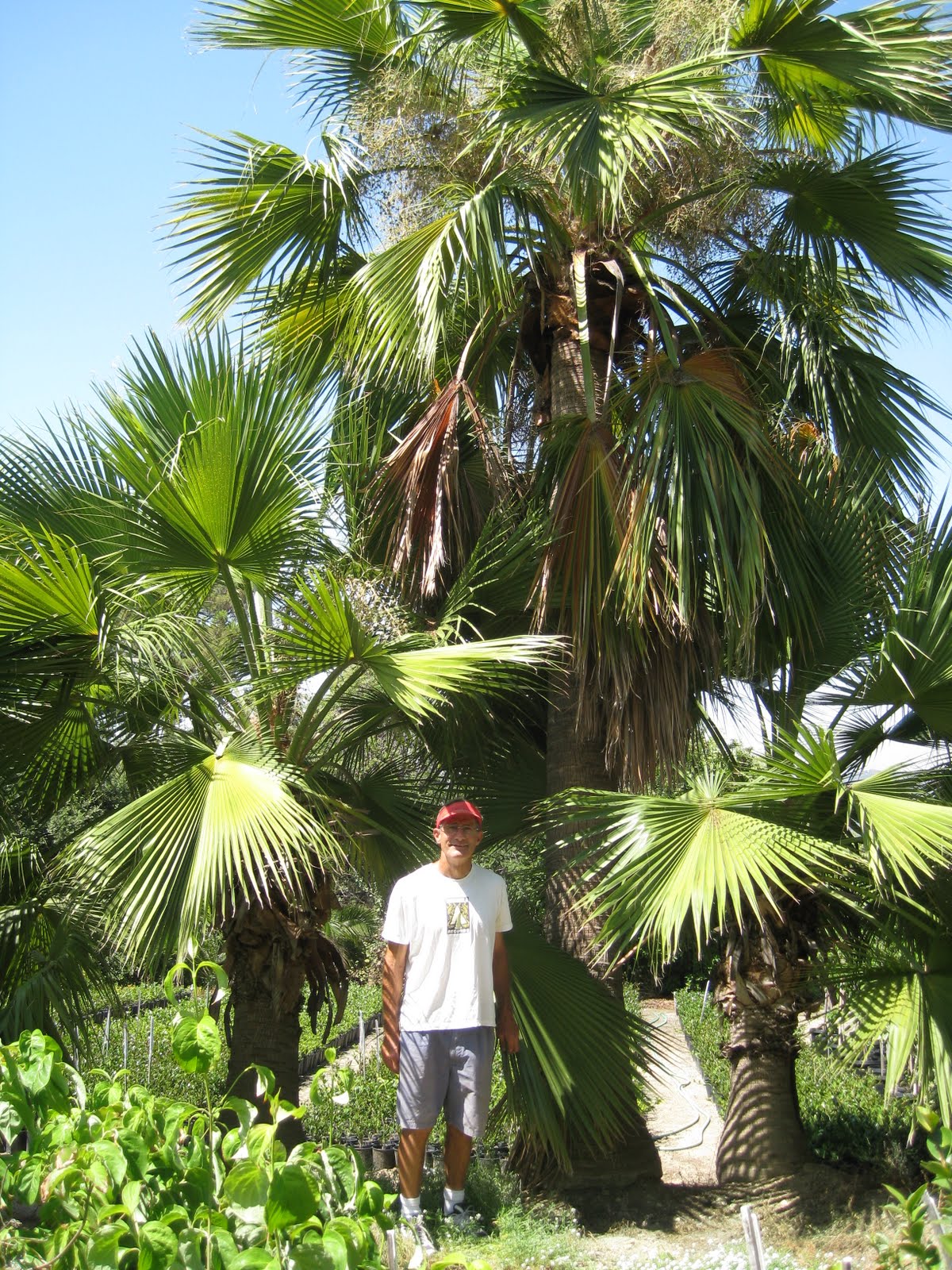 Gregory Palm Farms SPECIAL PRICING ON Mexican BLUE FAN PALMS!! Gregory