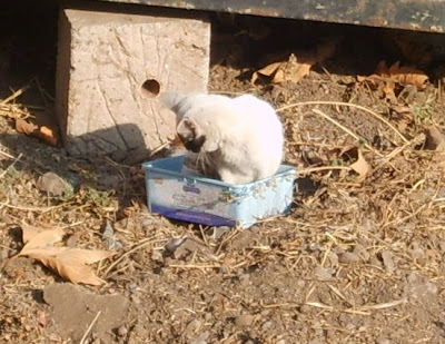 El Gaterío - Adopción de gatos en CHILE
