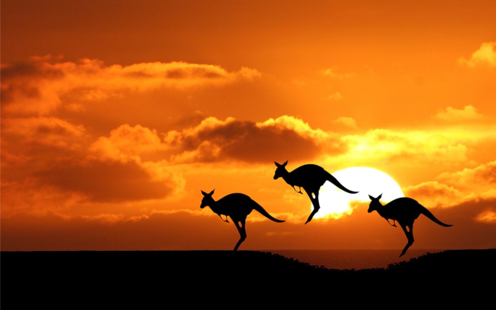 Mob of Kangaroos